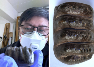 Thumbnail for the post titled: Nannoworks Researcher Conducts Agent-Based Modeling Work and Taxonomic Research in Germany for Stegodon Dispersal Study