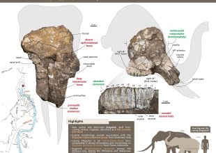 Thumbnail for the post titled: Nannoworks researchers describe the first Stegodon skull from the Philippines, revealing ancient dispersal links across the Wallace Line